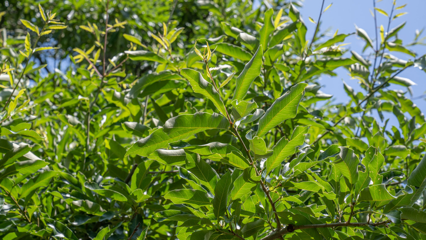 Quercus imbricaria Blatt