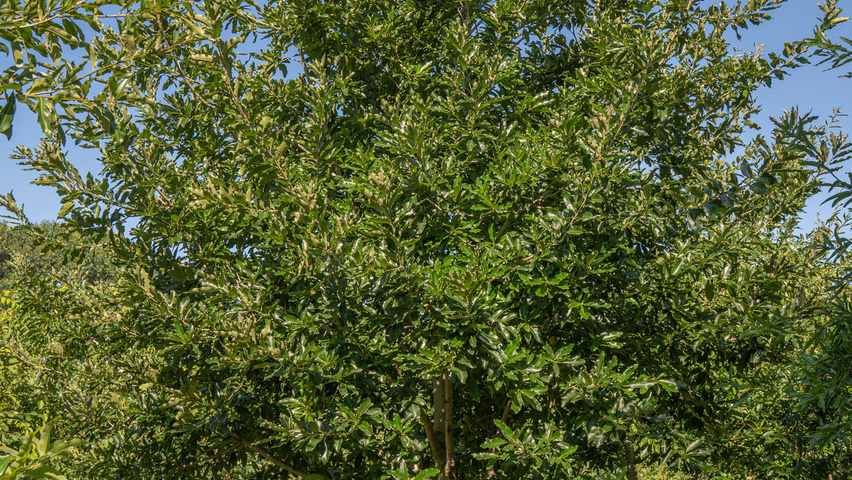 Quercus imbricaria mehrstämmige