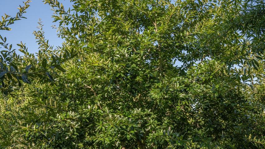 Quercus imbricaria mehrstämmige