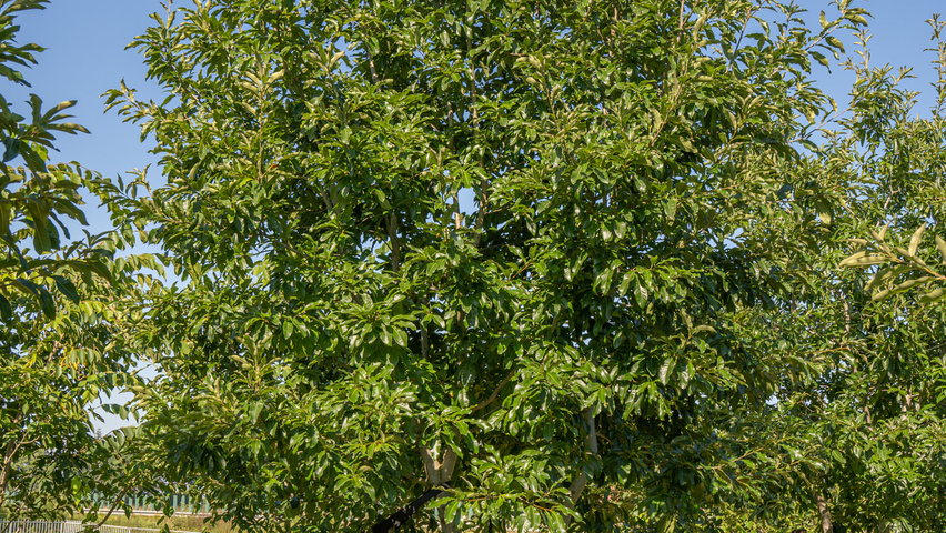 Quercus imbricaria mehrstämmige