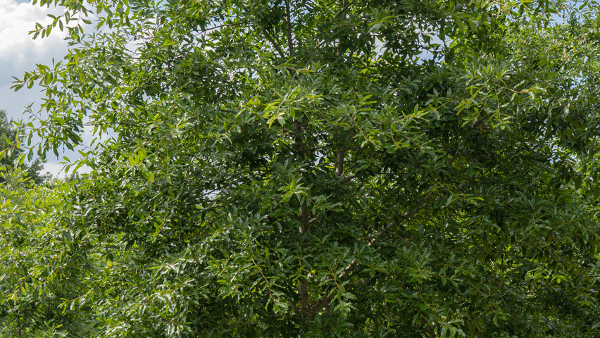 Quercus imbricaria mehrstämmige