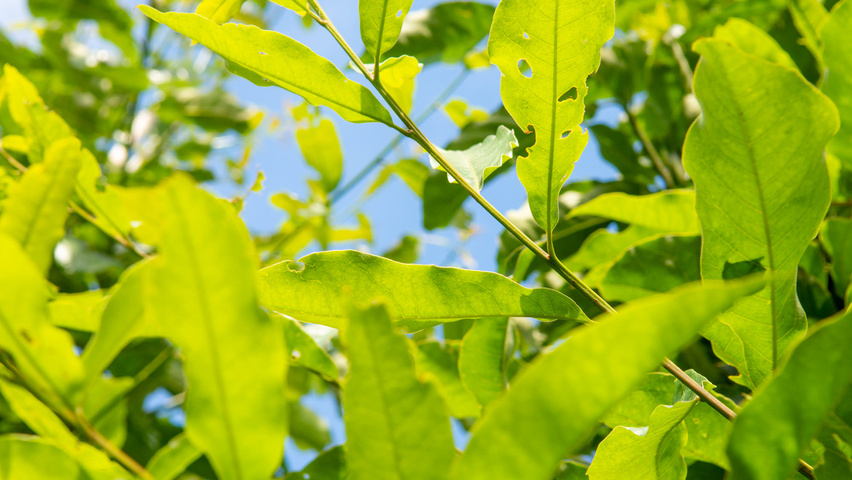 Quercus imbricaria Zweige