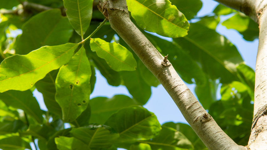 Quercus imbricaria Zweige