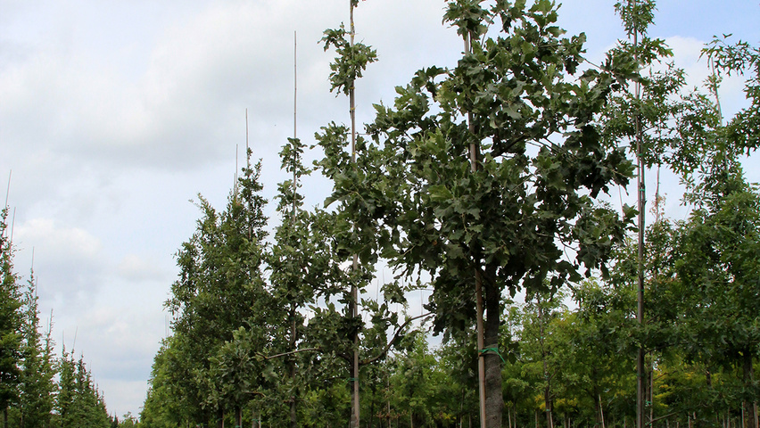 Quercus ithaburensis 'Hemelrijk' standard tree