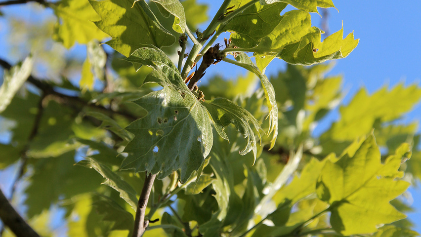 Quercus ithaburensis 'Hemelrijk' leaves