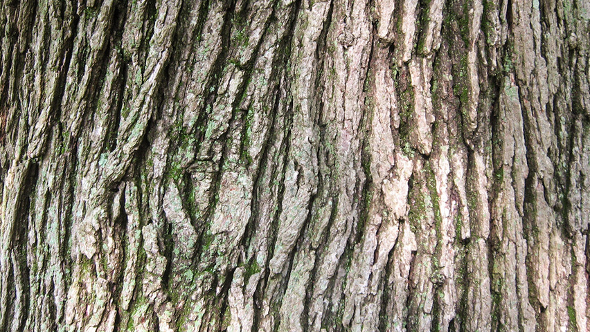 Quercus macrocarpa tronc