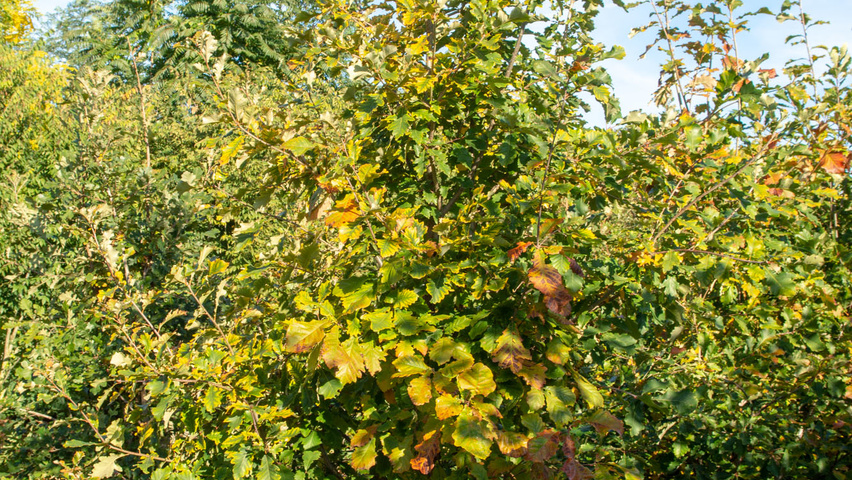 Quercus macrocarpa branchus de la base