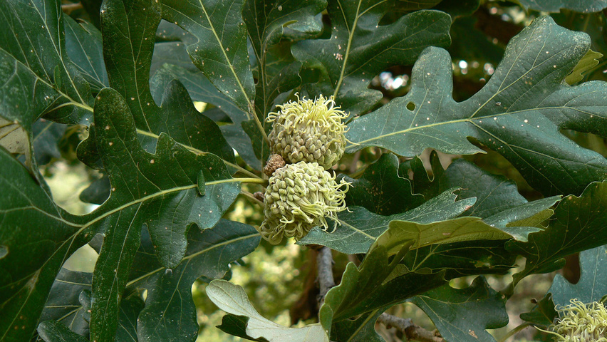 Quercus macrocarpa fruits