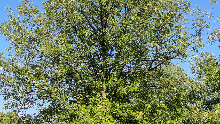 Quercus macrocarpa haute tige