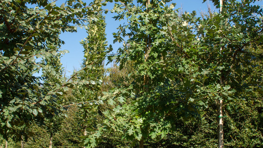 Quercus macrocarpa haute tige