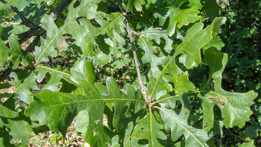 Quercus macrocarpa Feuilles