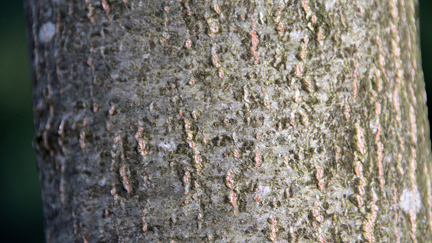 Quercus 'Mauri' Rinden