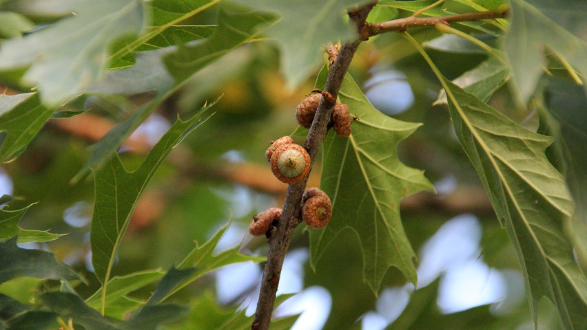 Quercus 'Mauri' Frucht