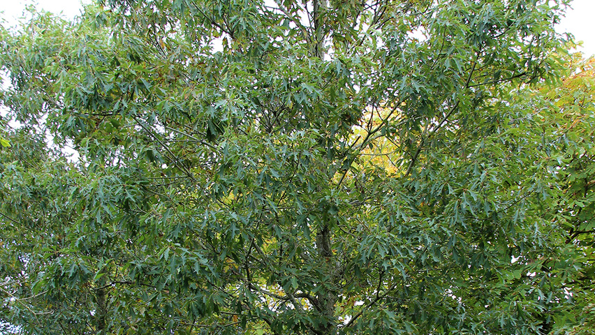 Quercus 'Mauri' hochstämmig