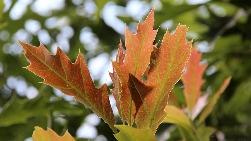 Quercus 'Mauri' Blatt