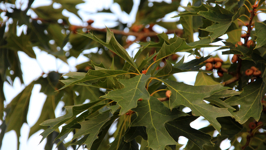 Quercus 'Mauri' Blatt