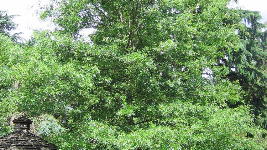 Quercus nigra hochstämmig