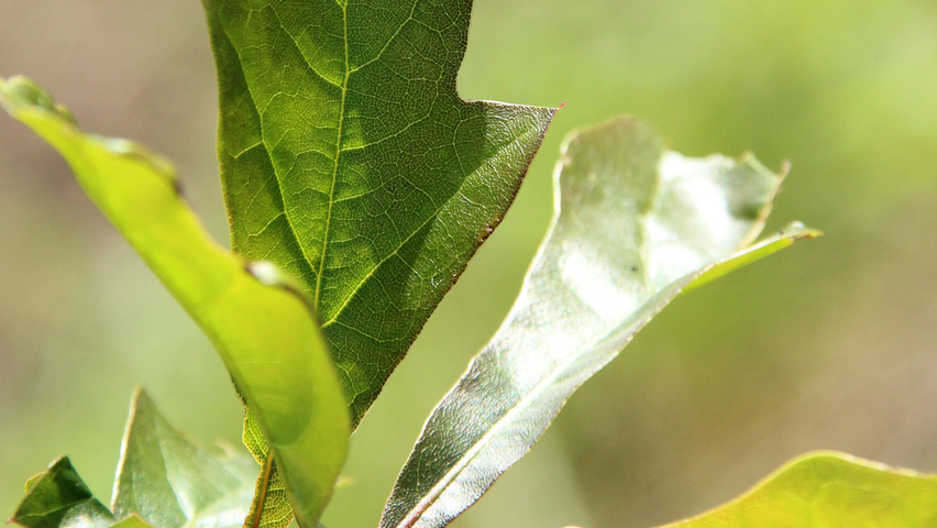 Quercus nigra Blatt