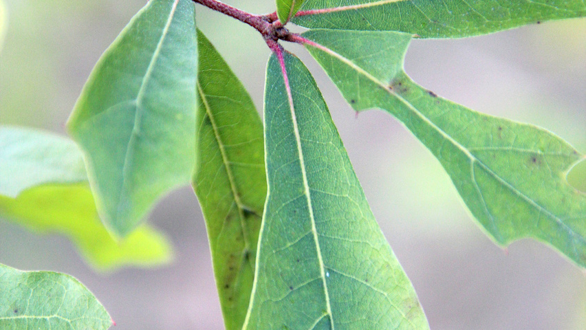 Quercus nigra Blatt