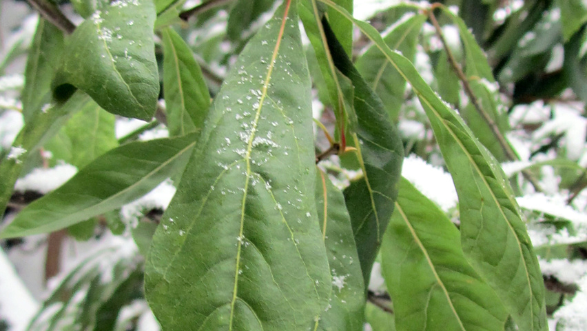 Quercus nigra Blatt