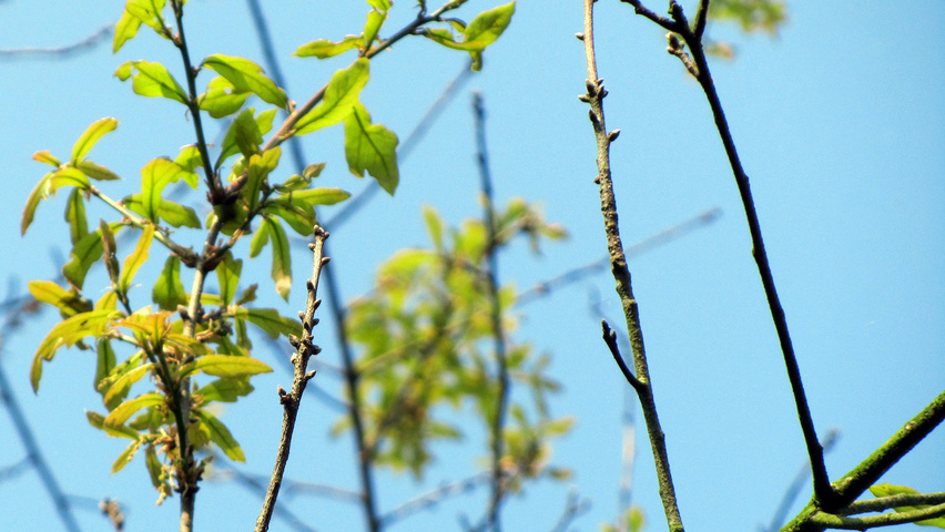 Quercus nigra Zweige