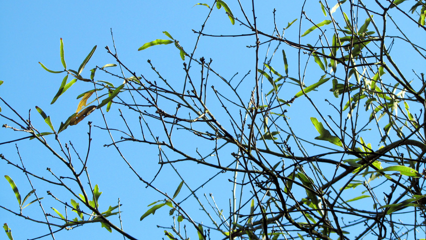 Quercus nigra Zweige
