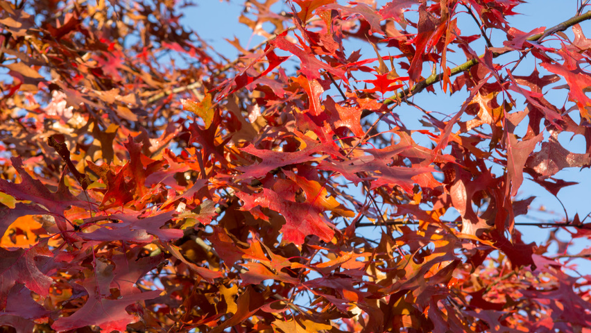 Quercus palustris herfstblad
