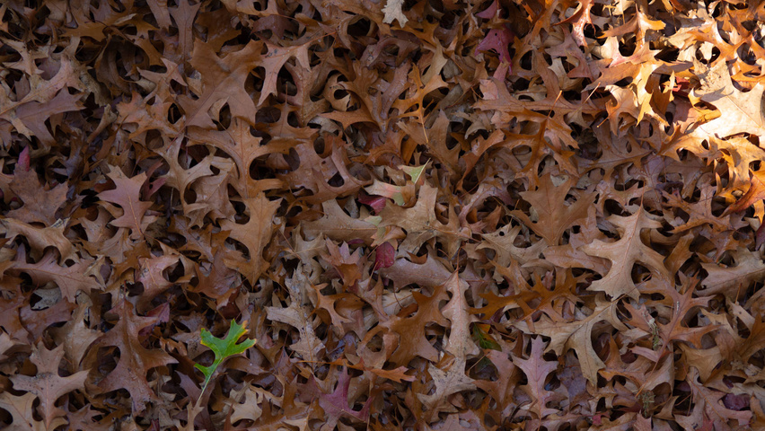 Quercus palustris herfstblad