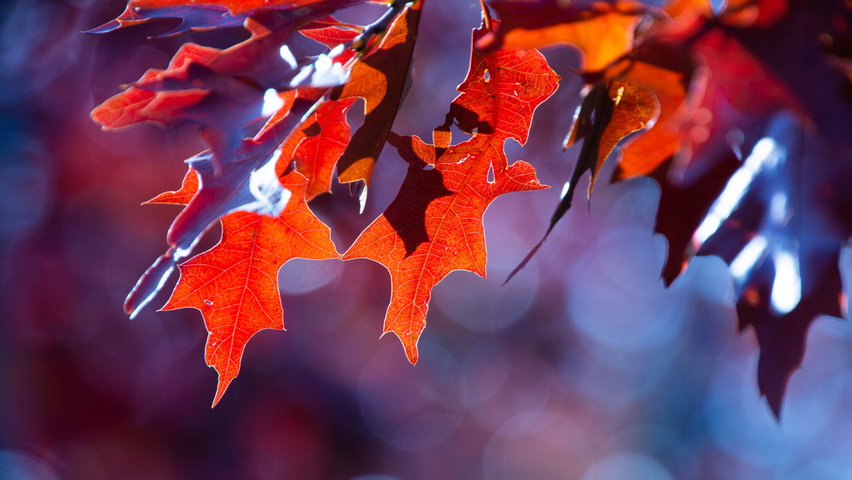 Quercus palustris herfstblad