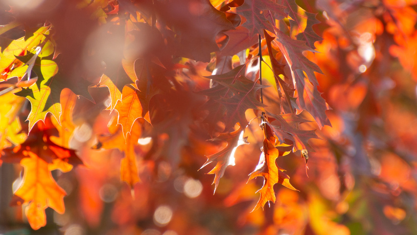 Quercus palustris herfstblad