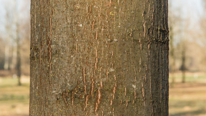 Quercus palustris bast