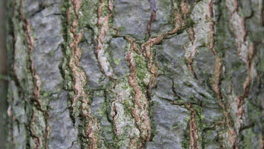 Quercus palustris bast