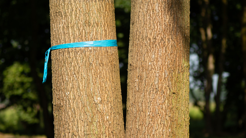 Quercus palustris bast