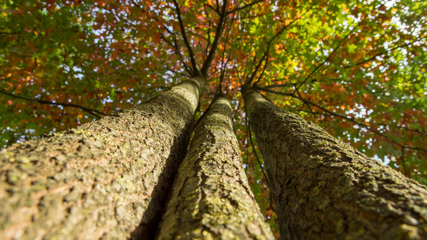 Quercus palustris bast