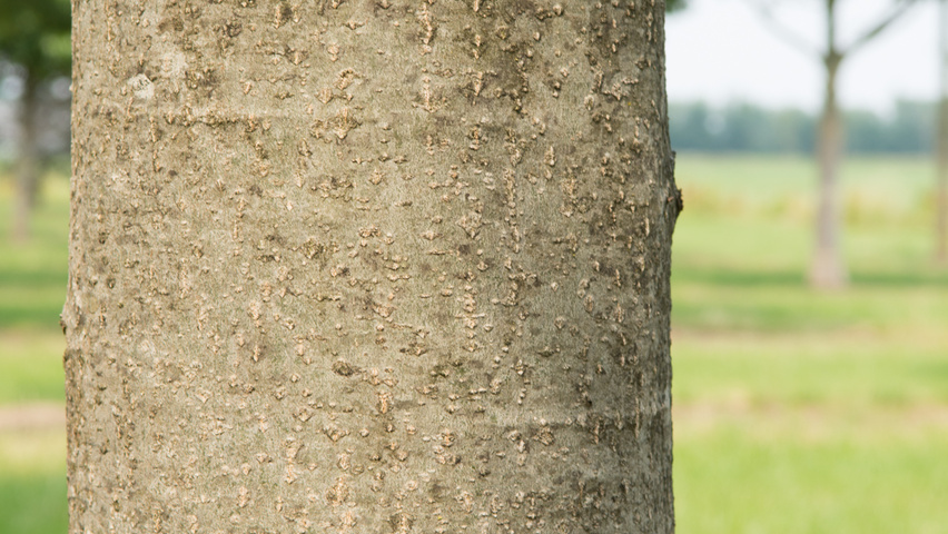 Quercus palustris 'Boxmeer' bark