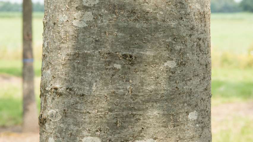 Quercus palustris 'Boxmeer' bark