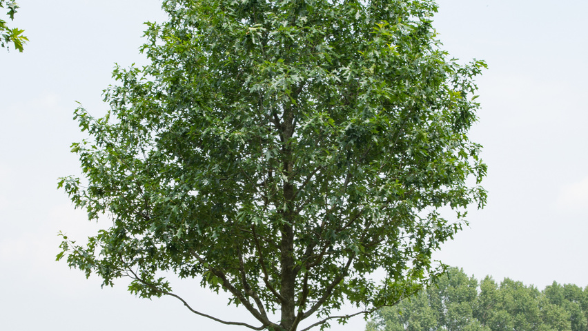 Quercus palustris 'Boxmeer' standard tree