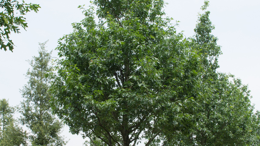 Quercus palustris 'Boxmeer' standard tree