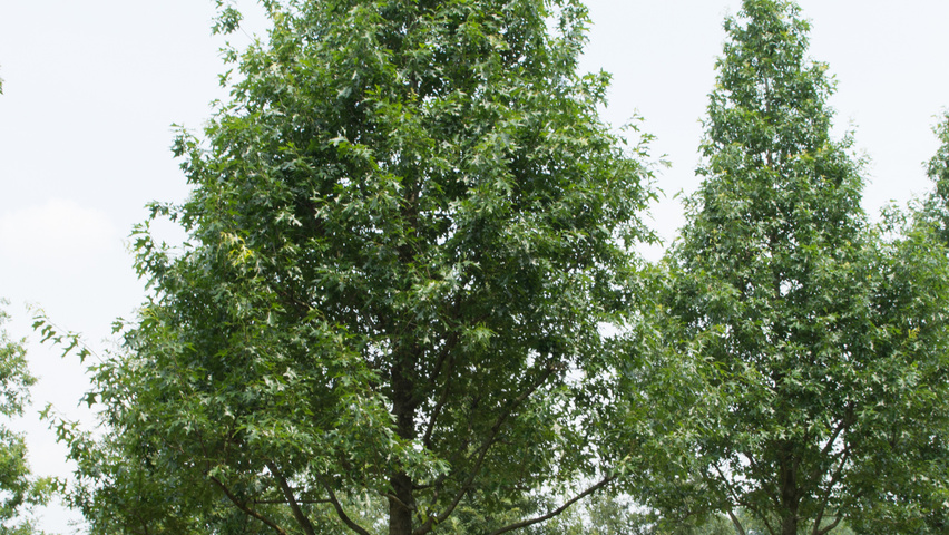Quercus palustris 'Boxmeer' standard tree