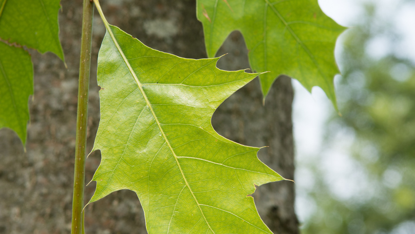 Quercus palustris 'Boxmeer' leaves