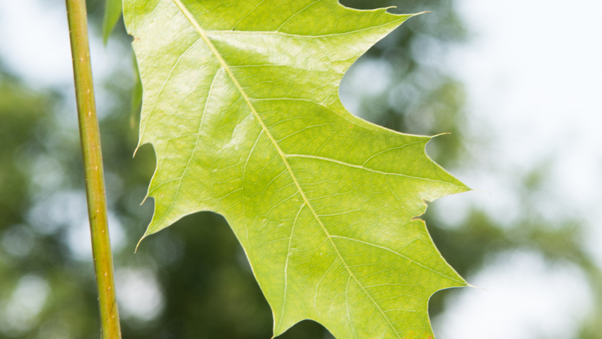 Quercus palustris 'Boxmeer' leaves