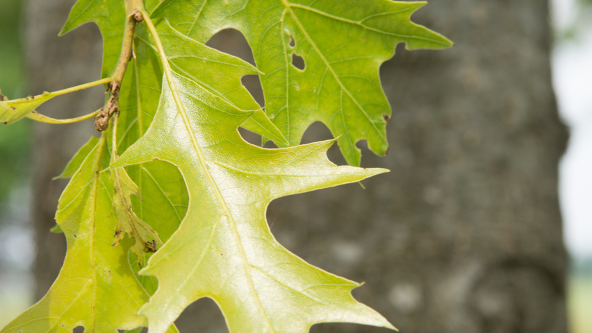 Quercus palustris 'Boxmeer' leaves