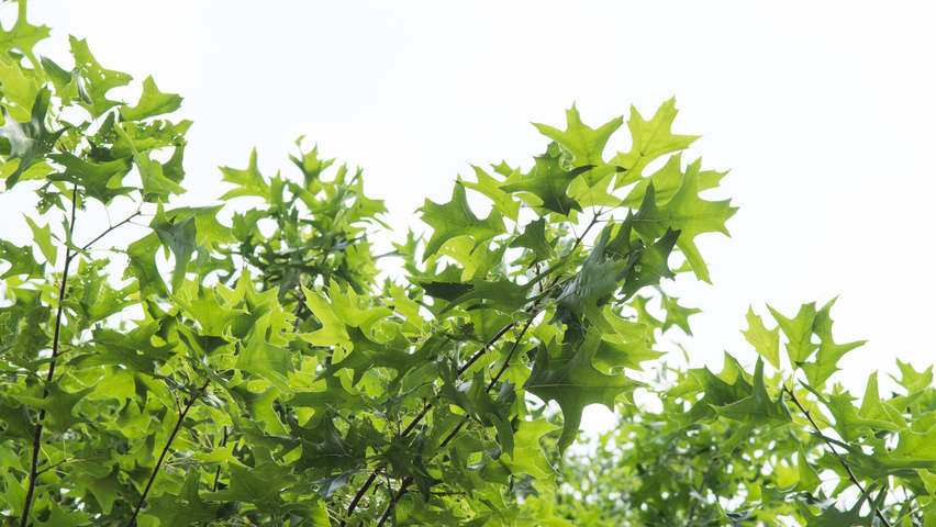 Quercus palustris 'Boxmeer' leaves