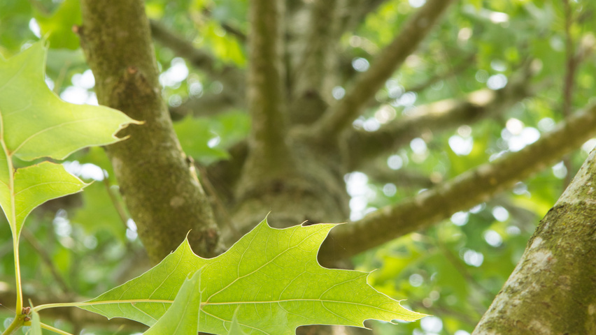 Quercus palustris 'Boxmeer' leaves