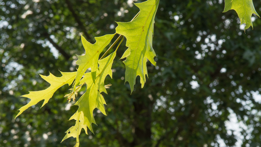 Quercus palustris 'Boxmeer' leaves