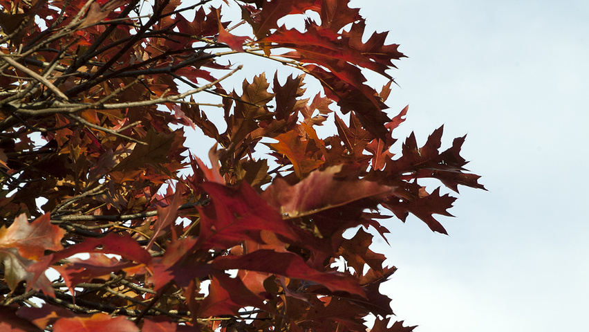 Quercus palustris 'Green Dwarf' feuilles automnale