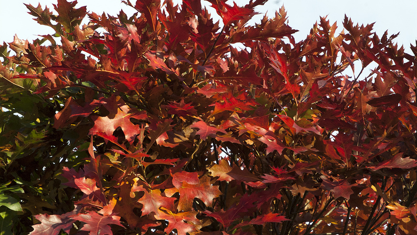Quercus palustris 'Green Dwarf' feuilles automnale