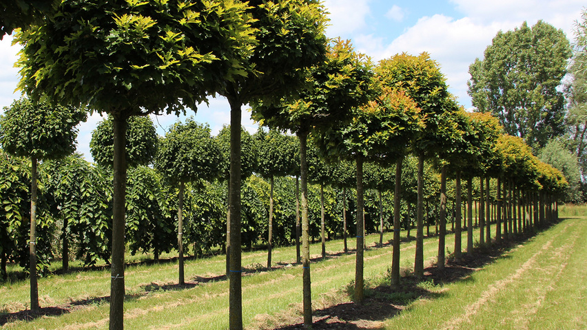 Quercus palustris 'Green Dwarf' boule
