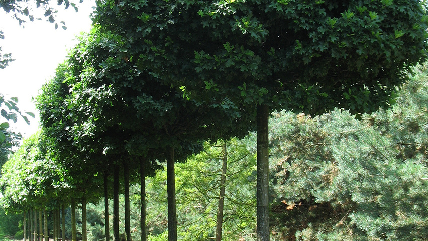 Quercus palustris 'Green Dwarf' haute tige