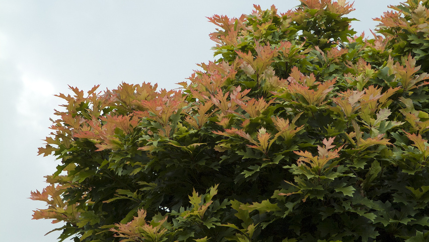 Quercus palustris 'Green Dwarf' Feuilles